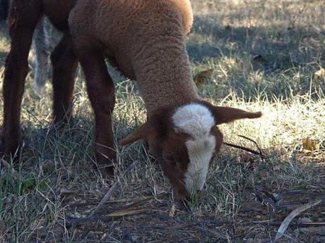 Doux comme des Agneaux ... AGNEAUX-copie-1
