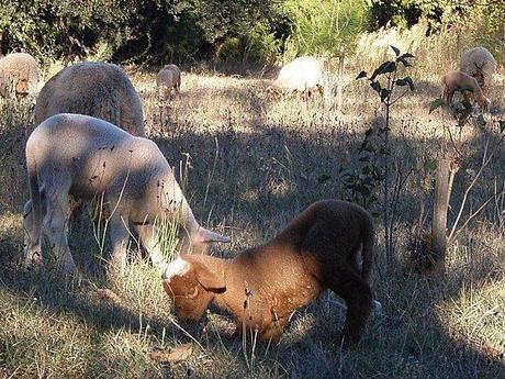 Doux comme des Agneaux ... AGNEAUX (2)