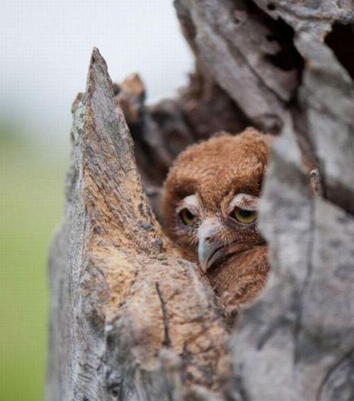 grofjardanhazy:  ennyire vagyok fáradt. jó éjszakát!  Un gazouilleur heureux ..