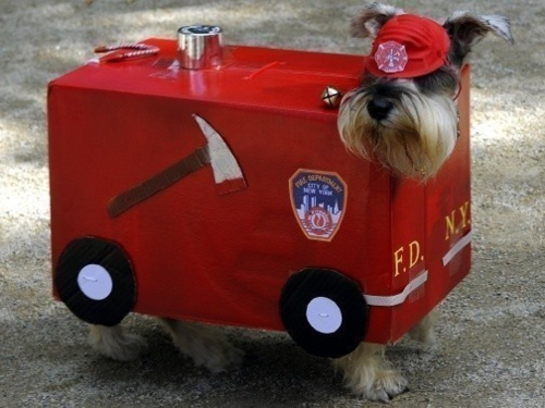 Lui il est prêt pour Halloween !! Source : NouvelObs