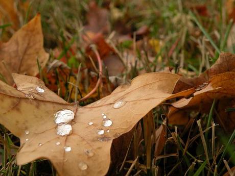 Guide Cadeau pour l'Automne