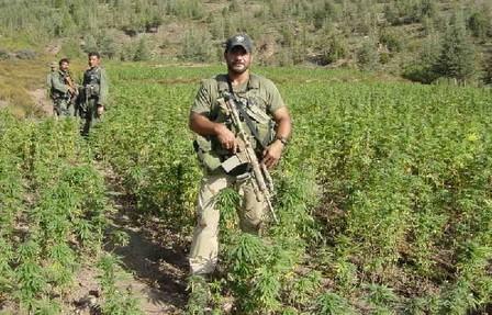l'armée dans un champs de marijuana
