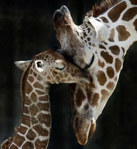 Sweet giraffe  //