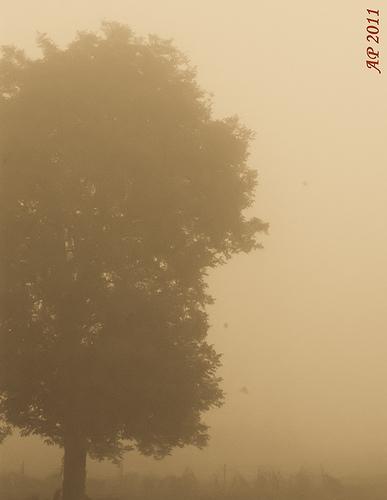 Arbre dans le brouillard / Tree in the Fog
