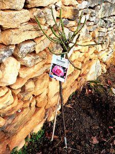 rose Line Renaud 001