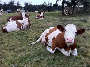 Mes amies les vaches