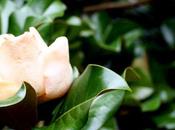 Magnolia grandiflora