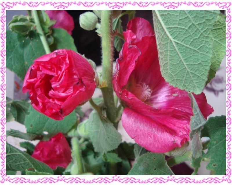 Bouquet de roses trémières