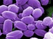 U.S. bioterrorisme: Vaccin contre l’ANTHRAX, faut-il tester l’Enfant Science Insider