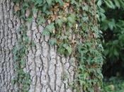 Quercus ithaburensis