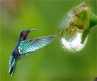 parabole colibri