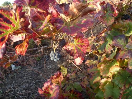 blogs,société,écriture,loisirs,promenade