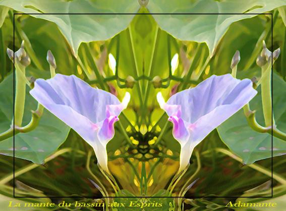 La-mante-du-bassin-aux-esprits-copie-1.jpg