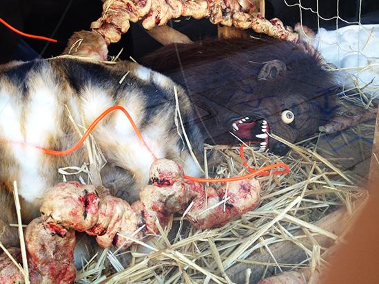 Saaan Fraaanciscooo!