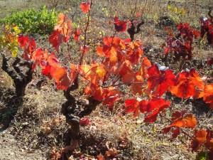 Souvenirs de la vigne