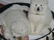 J'ai filé continue poils chiens Patricia