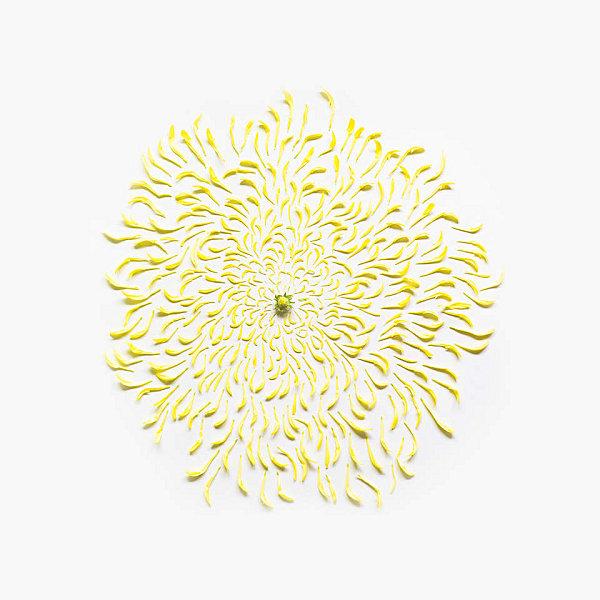 chrysanthemum-exploded-2-square-portfolio-rag-A3.jpeg
