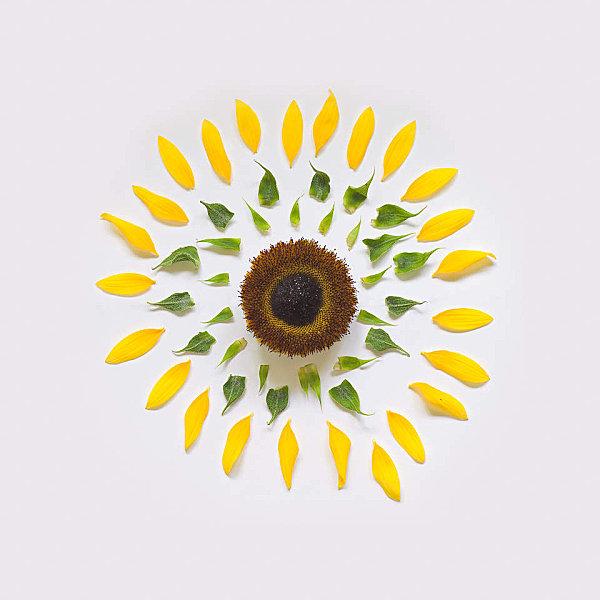 sunflower-exploded-2-portfolio-rag-A3.jpeg