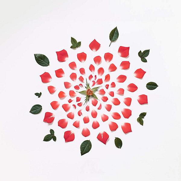 red-rose-exploded-museo-portfolio-rag-A3.jpeg