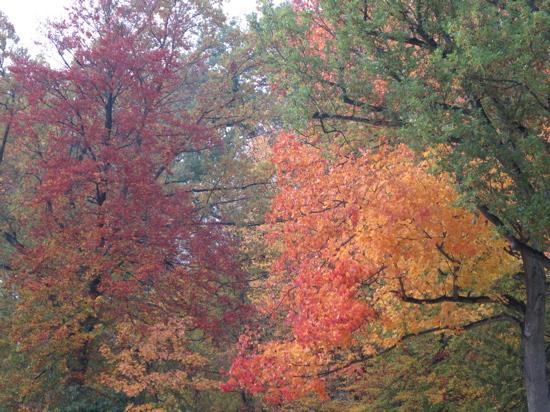 Lumière d’automne, lumière de dingue