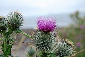 Highlands1 (86) [1600x1200]