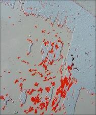 Plumage vs ramage et le corbeau jura…