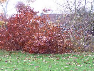 Objectif : Abattre des arbres (1ère partie)
