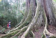 Arbre protégé dans la forêt de Mabira