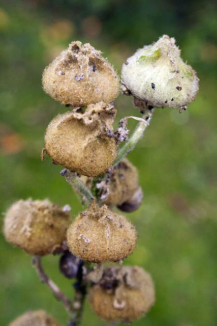 balade au jardin