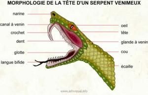 Morphologie tete serpent venimeux