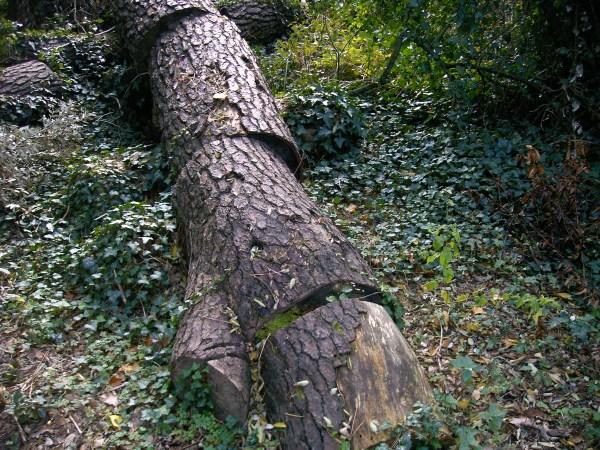 ne pas prendre racine