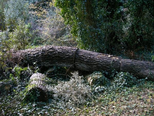 ne pas prendre racine