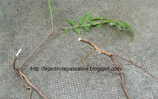 Bouture de racine de Sumac