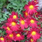 Jardin : le chrysanthème : une vivace méconnue