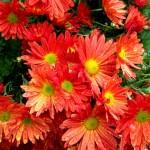 Jardin : le chrysanthème : une vivace méconnue