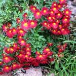 Jardin : le chrysanthème : une vivace méconnue