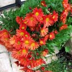 Jardin : le chrysanthème : une vivace méconnue