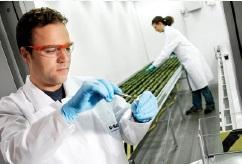 OGM: L’Europe résiste à la patate allemande – Sécurité alimentaire