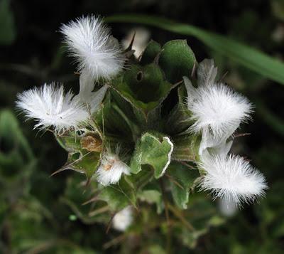 Une très élégante ballote