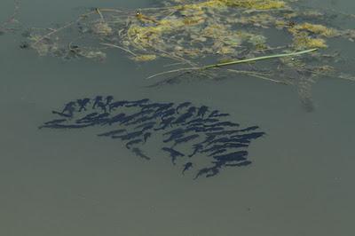 Dommartin, du côté des étangs