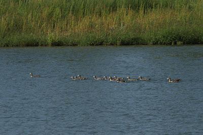 Dommartin, du côté des étangs