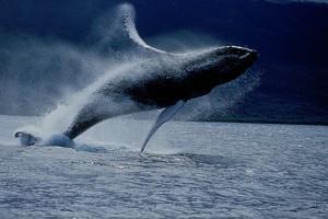 baleine 300x200 Une surfeuse presque avalée par une baleine