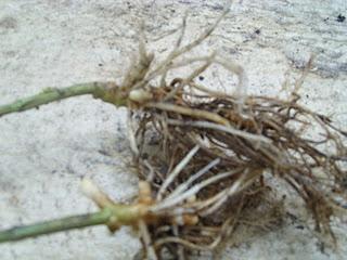 Bouture de racine de Phlox