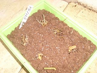 Bouture de racine de Phlox