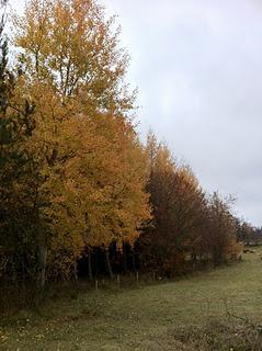 Seul compte l'automne...