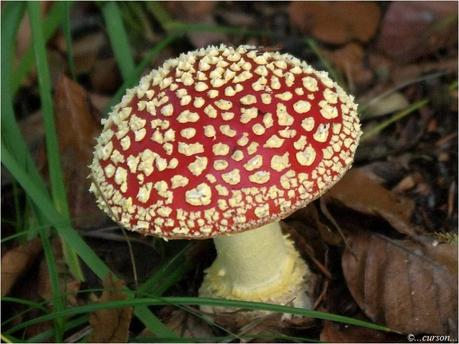 Amanite tue-mouches Amanite.1.jpg