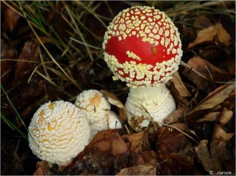 Amanite tue-mouches Amanite.jpg