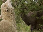 Petit éléphant adopté mouton: Photos!