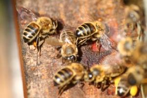 ANTIBIOTIQUES et PESTICIDES: Une interaction mortelle pour les abeilles, et pour les humains? – PLoS ONE