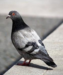 pigeon 250x300 Cest le pigeon le plus courageux du monde